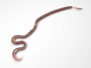 Roundworm 3D Model