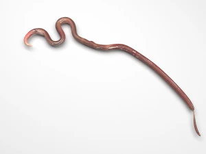 Roundworm 3D Model