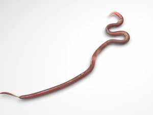 Roundworm 3D Model