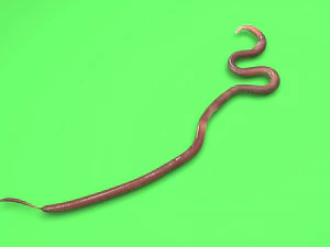 Roundworm 3D Model