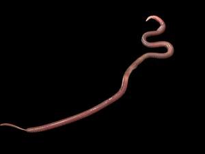 Roundworm 3D Model