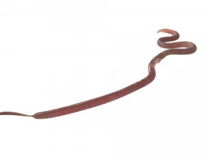Roundworm 3D Model