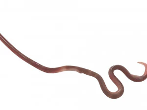Roundworm 3D Model