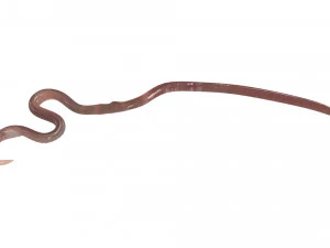 Roundworm 3D Model