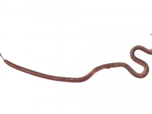 Roundworm 3D Model