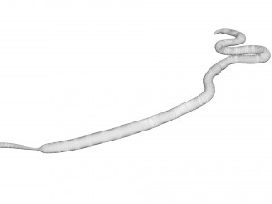 Roundworm Modello 3D