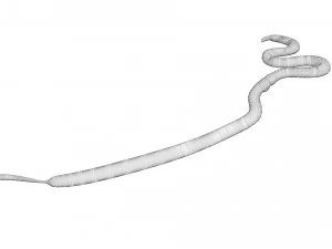 Roundworm 3D Model