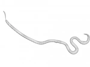 Roundworm 3D Model