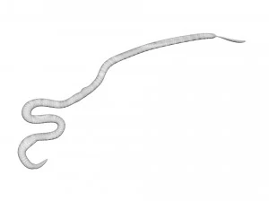 Roundworm 3D Model