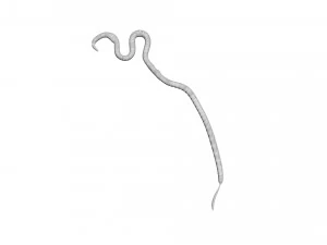 Roundworm 3D Model