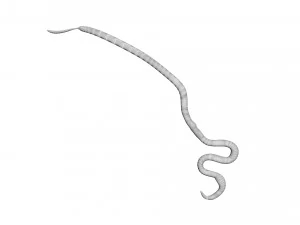 Roundworm 3D Model