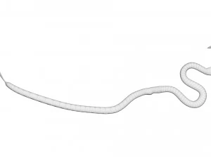 Roundworm 3D Model