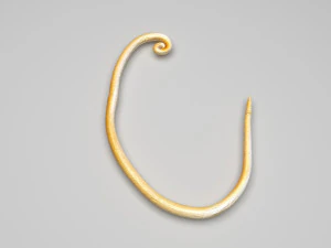 Whipworm 3D Model