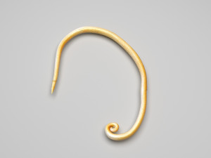 Whipworm Modèle 3D