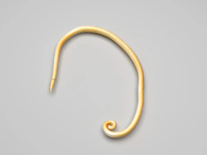 Whipworm 3D Model