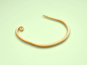 Whipworm 3D Model