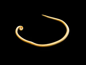 Whipworm 3D Model