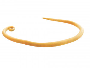 Whipworm Modèle 3D