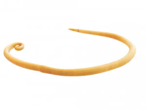 Whipworm 3D Model