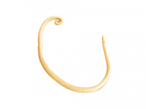 Whipworm Modèle 3D