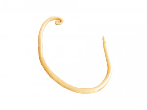 Whipworm 3D Model