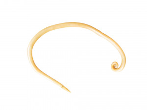 Whipworm Modèle 3D