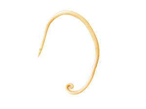 Whipworm Modèle 3D