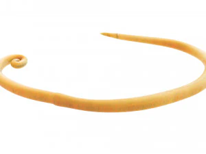 Whipworm 3D Model