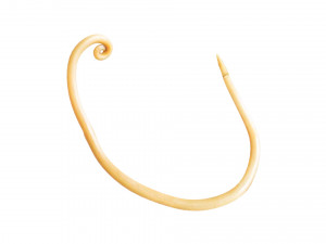 Whipworm Modèle 3D