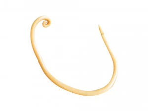 Whipworm 3D Model