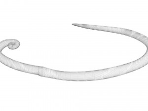 Whipworm Modèle 3D