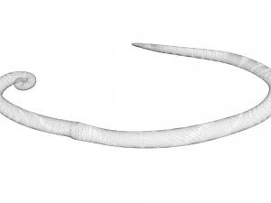 Whipworm 3D Model