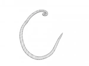 Whipworm 3D Model