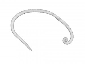 Whipworm Modèle 3D