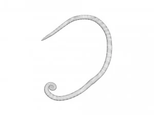 Whipworm 3D Model