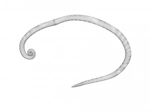 Whipworm 3D Model
