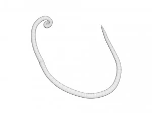 Whipworm 3D Model