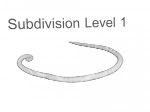 Whipworm 3D Model