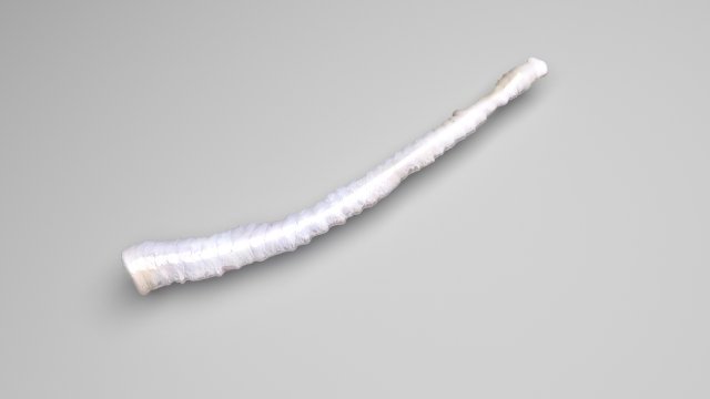 Tapeworm 3D मॉडल .c4d .max .obj .3ds .fbx .stl .blend 