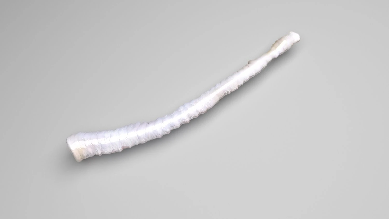 Tapeworm 3D Model .c4d .max .obj .3ds .fbx .stl .blend