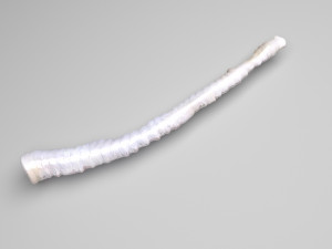 Tapeworm Modèle 3D