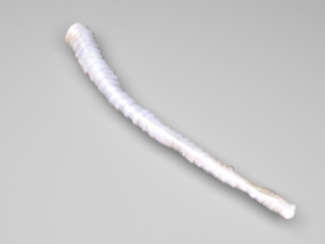 Tapeworm 3D मॉडल