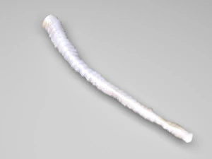 Tapeworm 3D Model