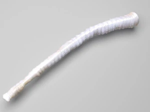 Tapeworm 3D Model