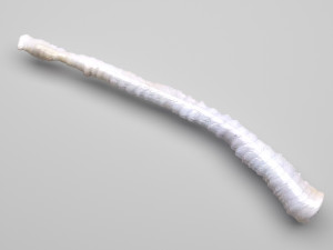 Tapeworm 3D मॉडल