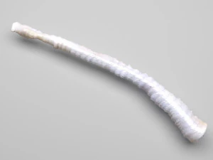 Tapeworm 3D Model