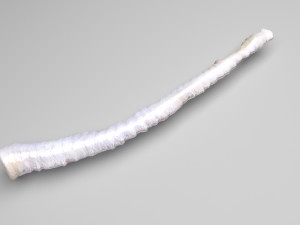 Tapeworm 3D मॉडल