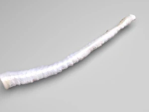 Tapeworm 3D Model