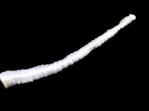 Tapeworm 3D Model