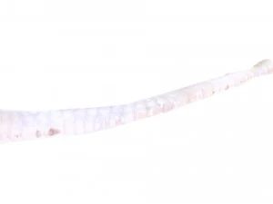 Tapeworm 3D Model
